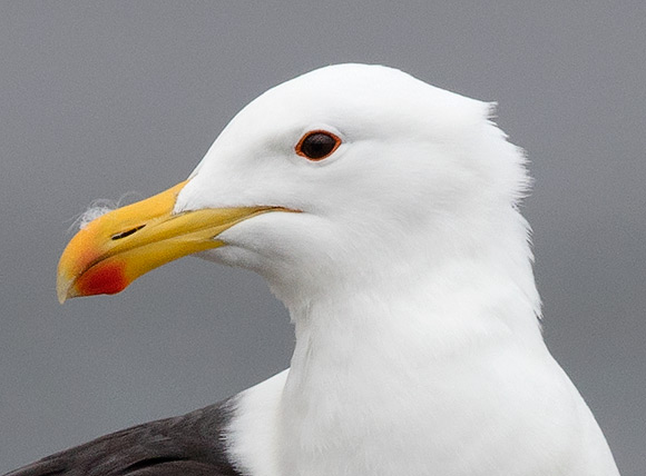 Kelp Gull head
